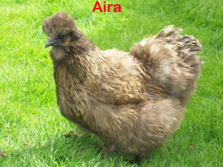 dit is aira